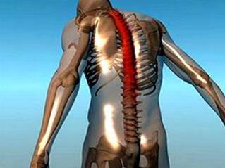 A coluna vertebral